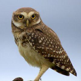 有关猫头鹰的资料,神秘夜行者的智慧与魅力揭秘